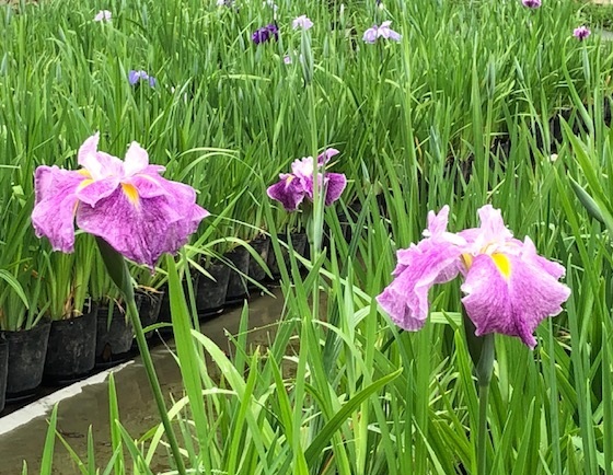 花の様子