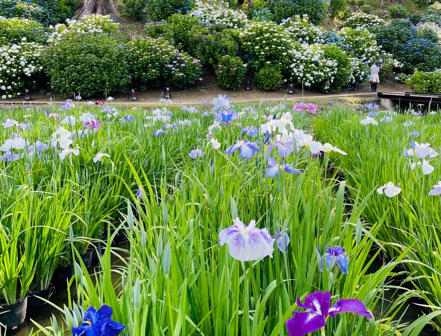 花の様子