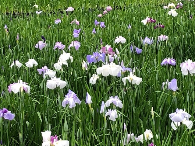 花の様子