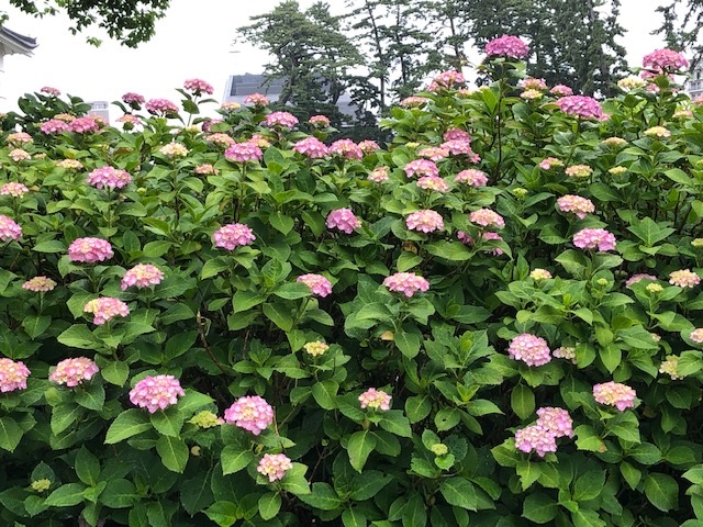 花の様子
