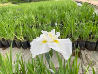花の様子