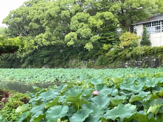 花の様子